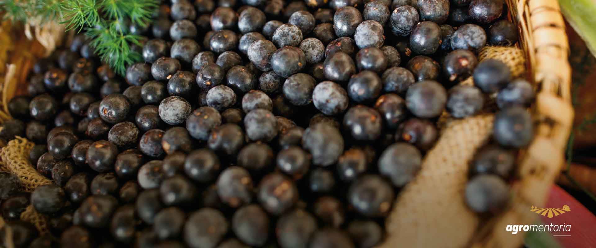 Preços mínimos de produtos da safra de 2022 são atualizados