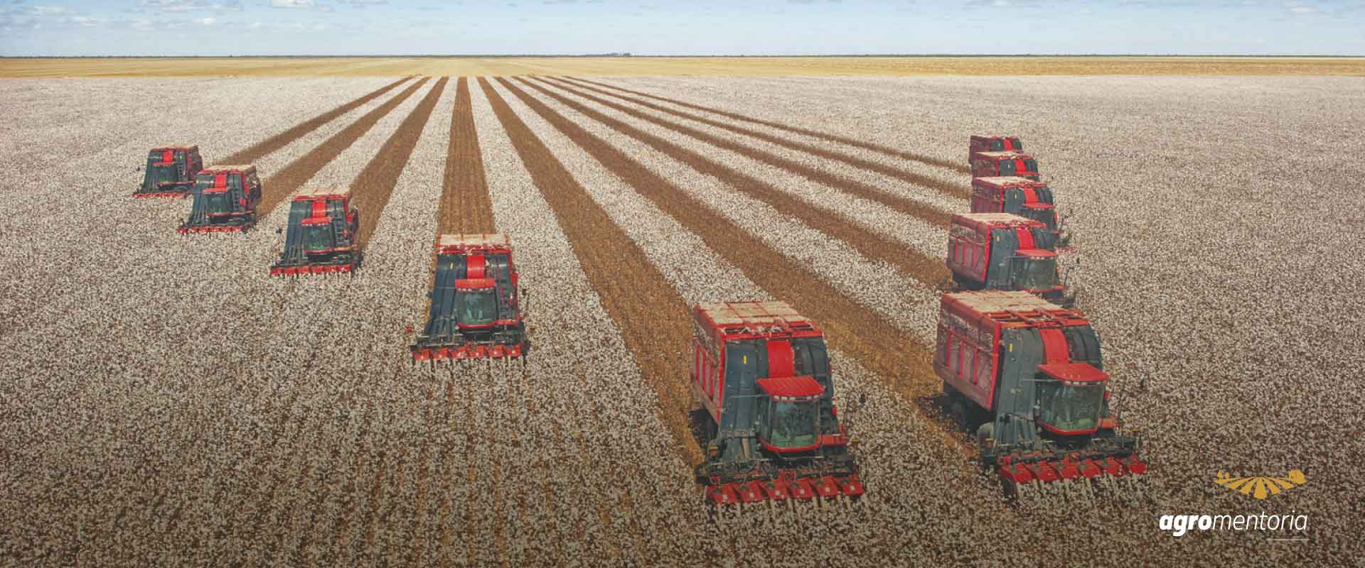 Algodão: produção mundial atingirá 28,4 milhões de tonelada em 2030/31