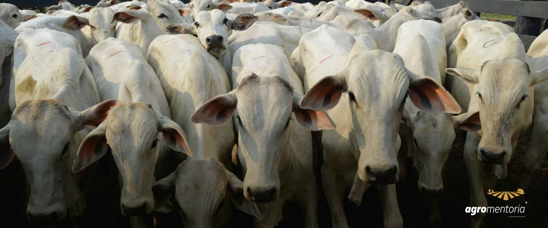 Boi: mercado registra alta em Mato Grosso e Minas Gerais