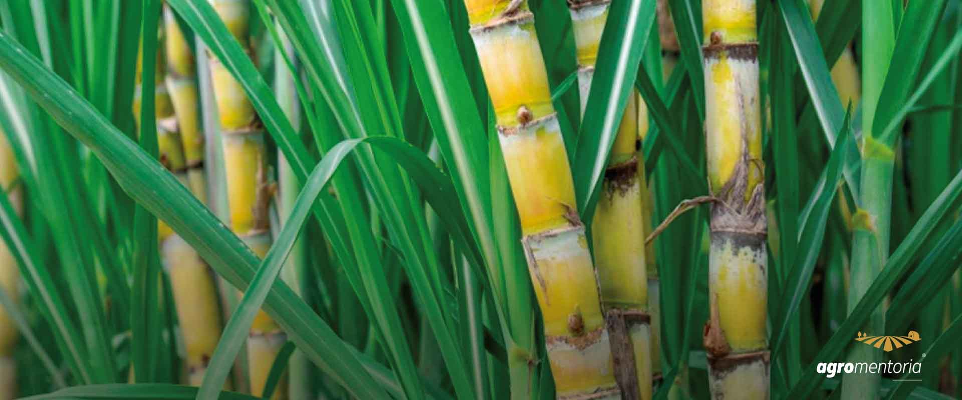 Projeto de centro tecnológico de cana-de-açúcar é lançado na Agrishow