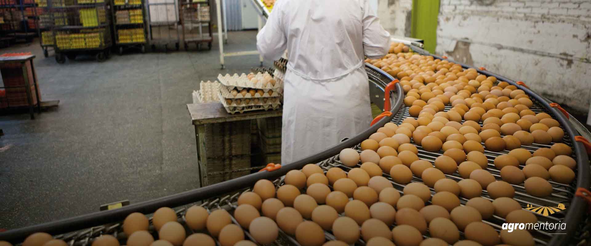 Exportações de ovos crescem 81,5% em 2021, diz ABPA