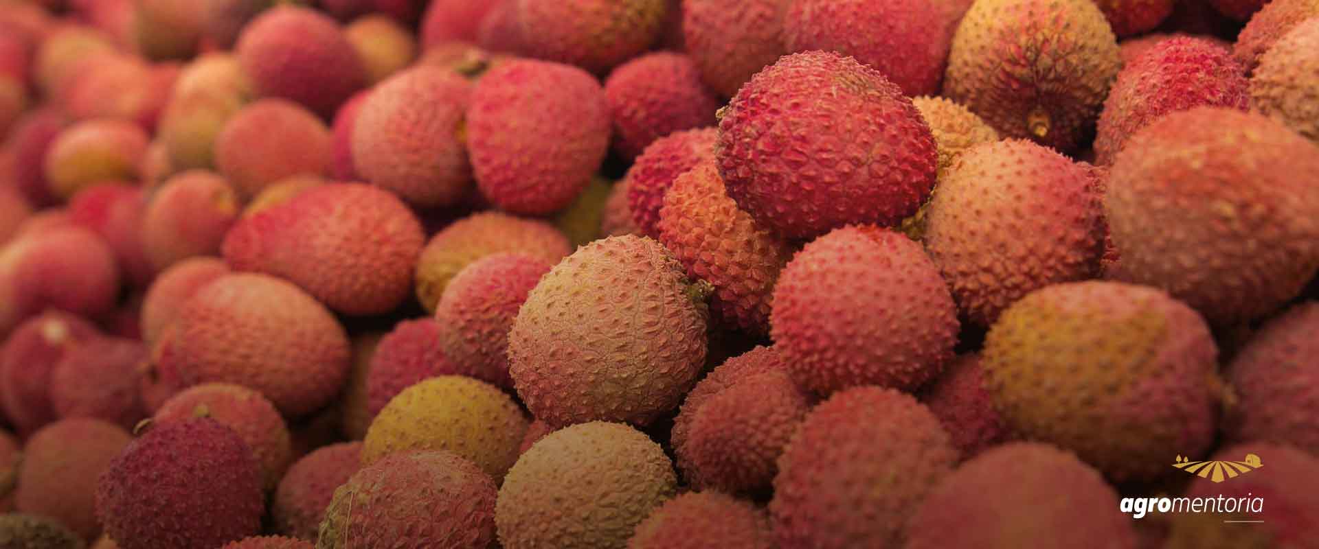 Boletim da Conab destaca opções frutas natalinas mais baratas