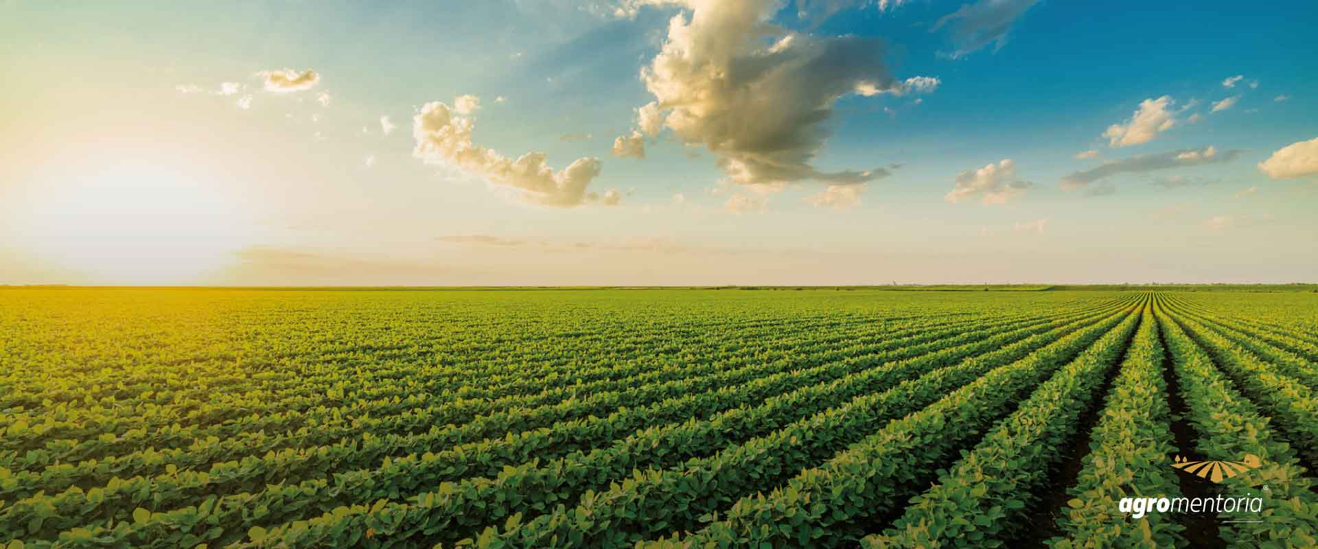 Produção de grãos atinge recorde na safra 2021/22 e chega a 271,2 milhões de toneladas
