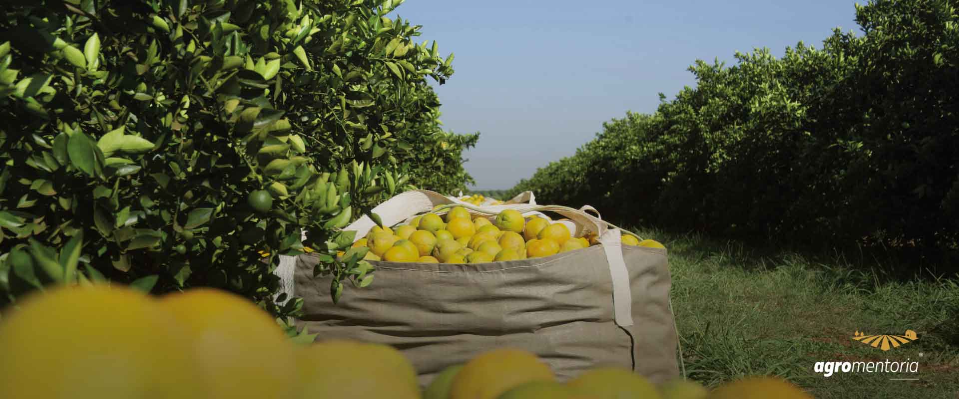 Safra de laranja é estimada em 316,95 milhões de caixas