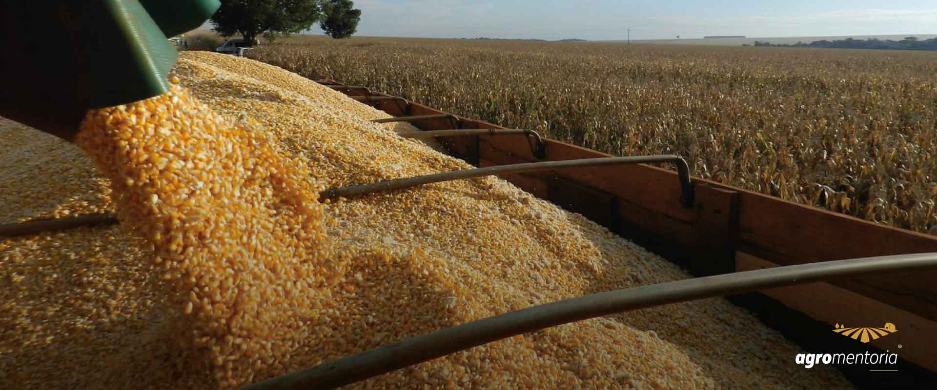 Milho/Cepea: Avanço da colheita pressiona valor interno