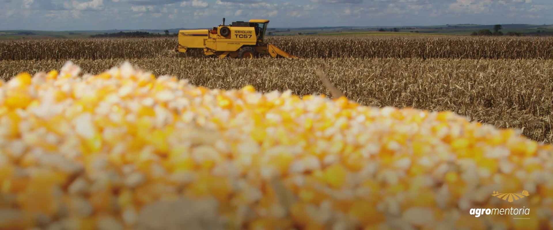 Milho: Brasil tem melhor dezembro da história para exportações