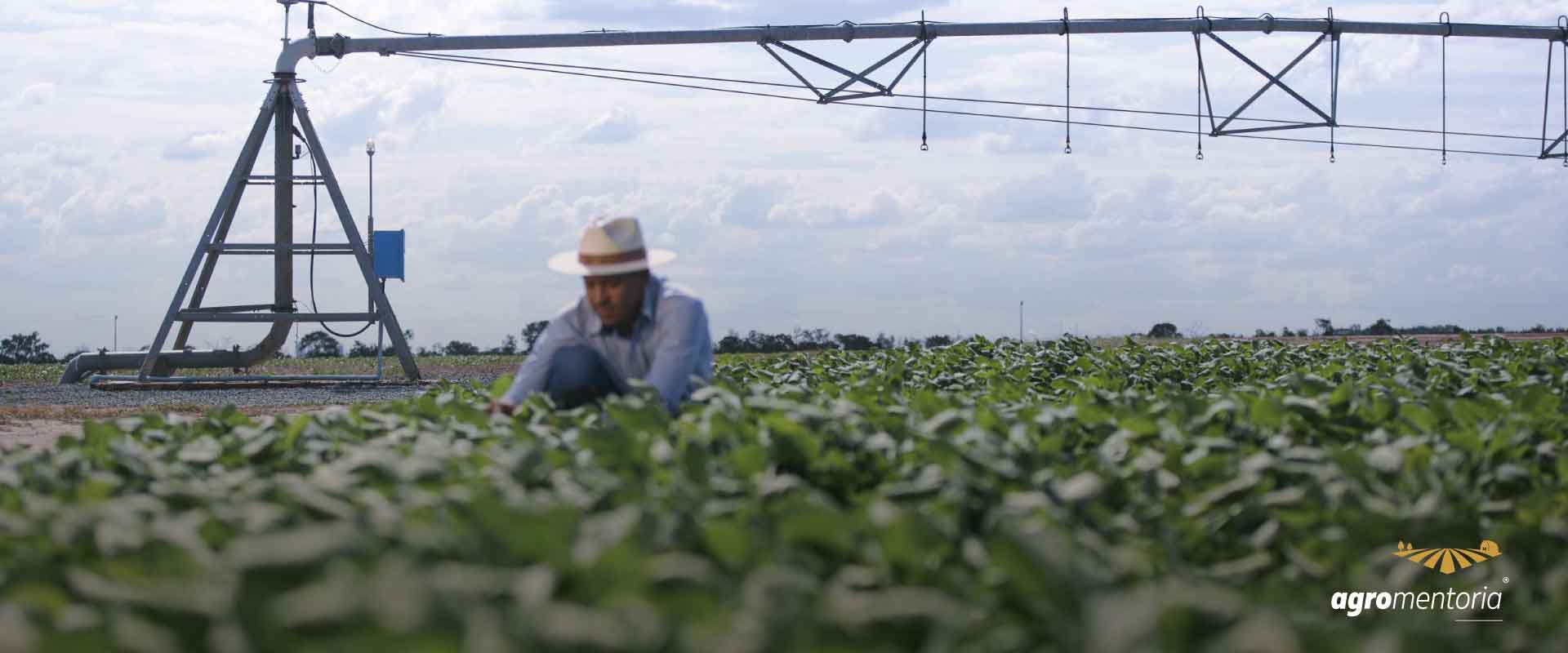 Senado aprova MP que facilita empréstimos para produtores rurais