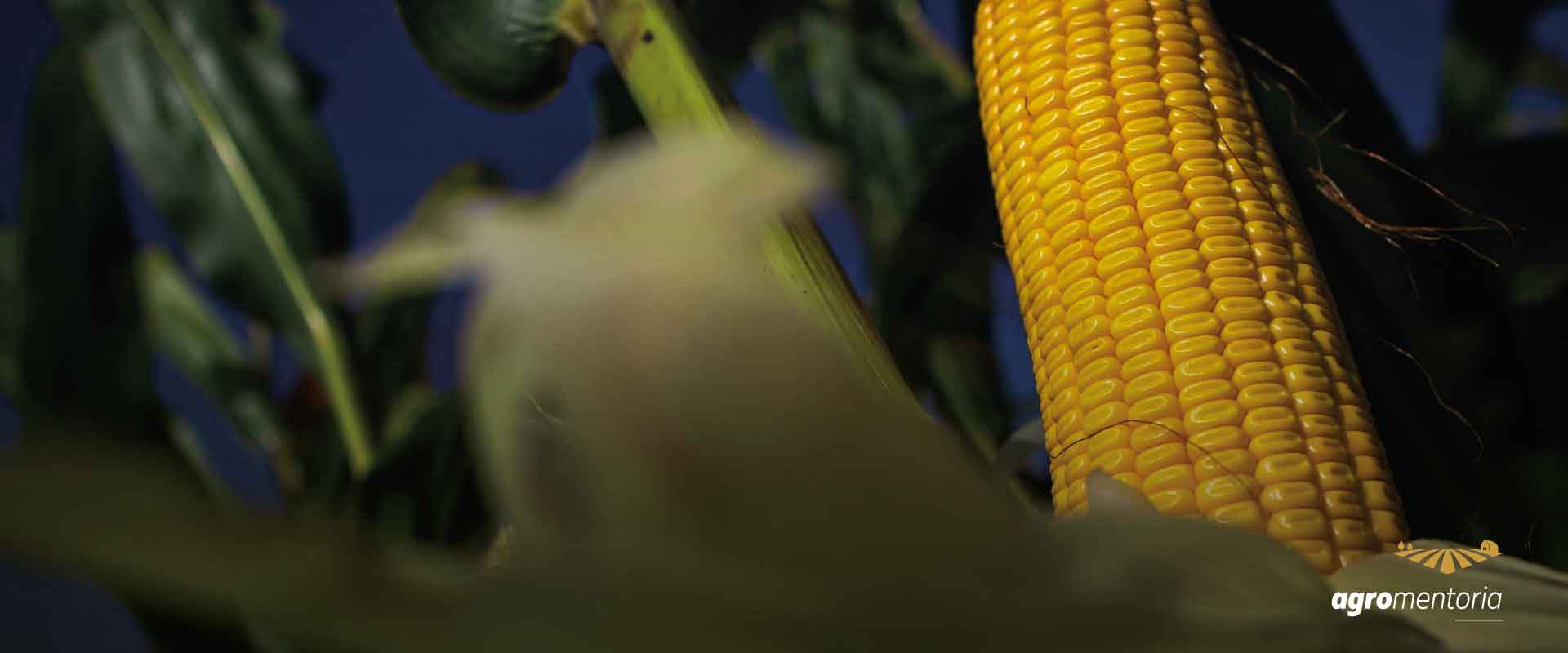 Senado aprova MP do Milho, que beneficia pequenos criadores de animais