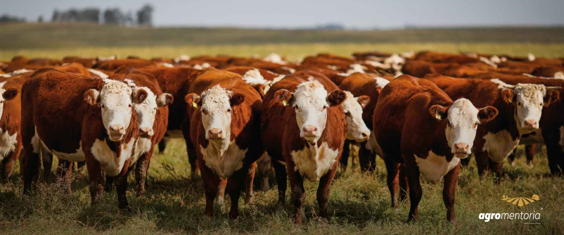 Observatório da Agropecuária Brasileira disponibiliza nova versão de painel com dados sobre Crédito Rural