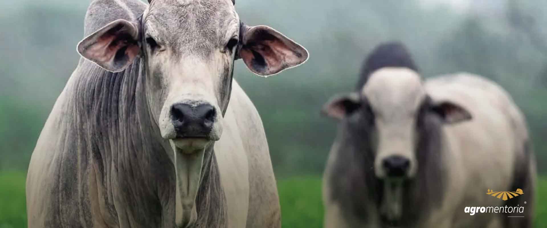Oferta de boiadas deve crescer a partir de março, diz Safras