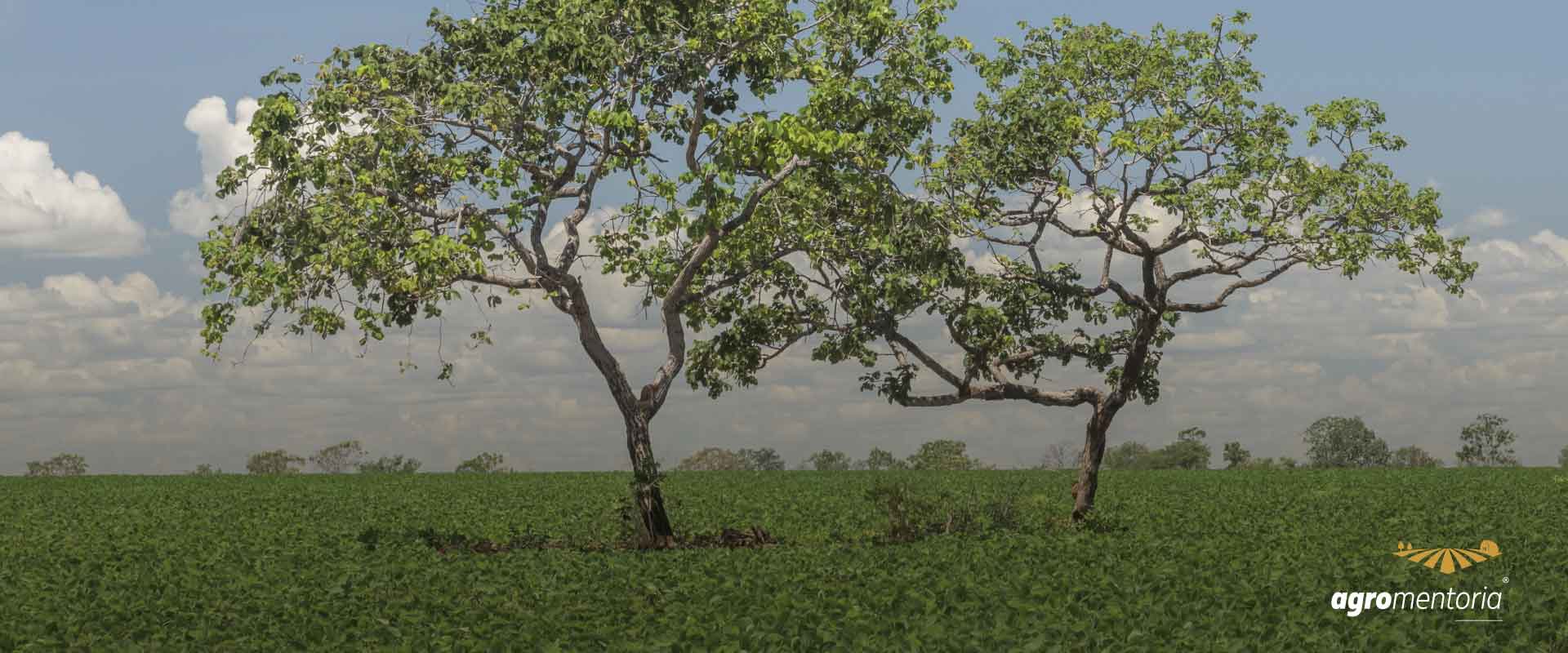 Projeto autoriza produtor rural a explorar áreas onde a vegetação nativa se recompôs