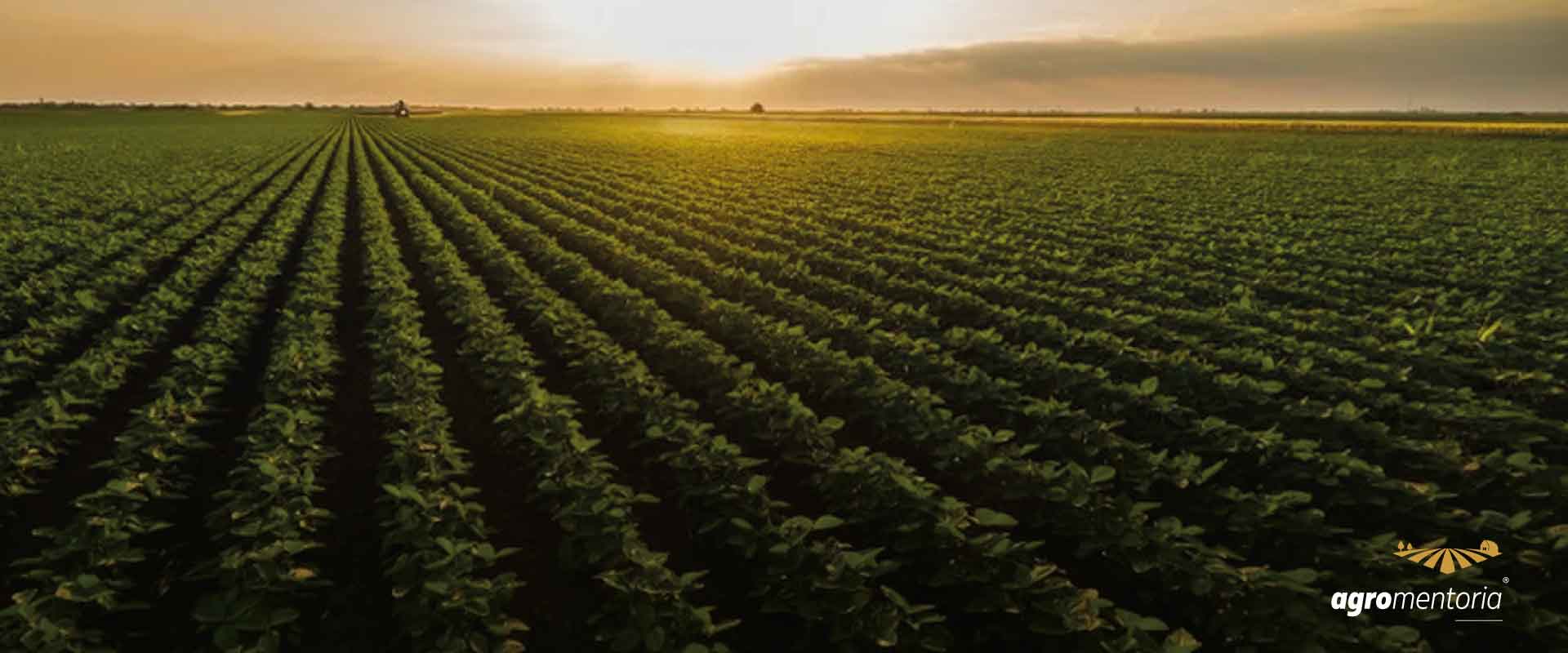 Valor da Produção Agropecuária de 2022 está estimado em R$ 1,185 trilhão