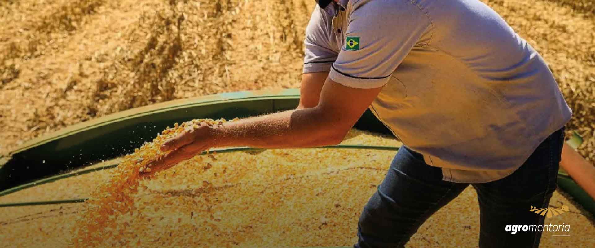 Com avanço da colheita nos EUA, preços da soja iniciam a semana pressionados na Bolsa de Chicago
