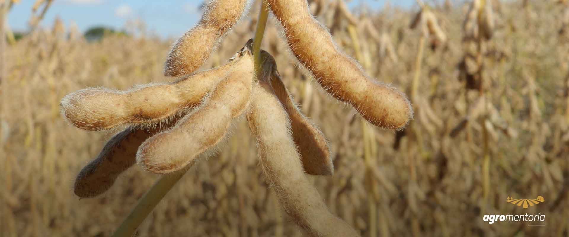 Novas cultivares de soja da Embrapa estão disponíveis para 22/23