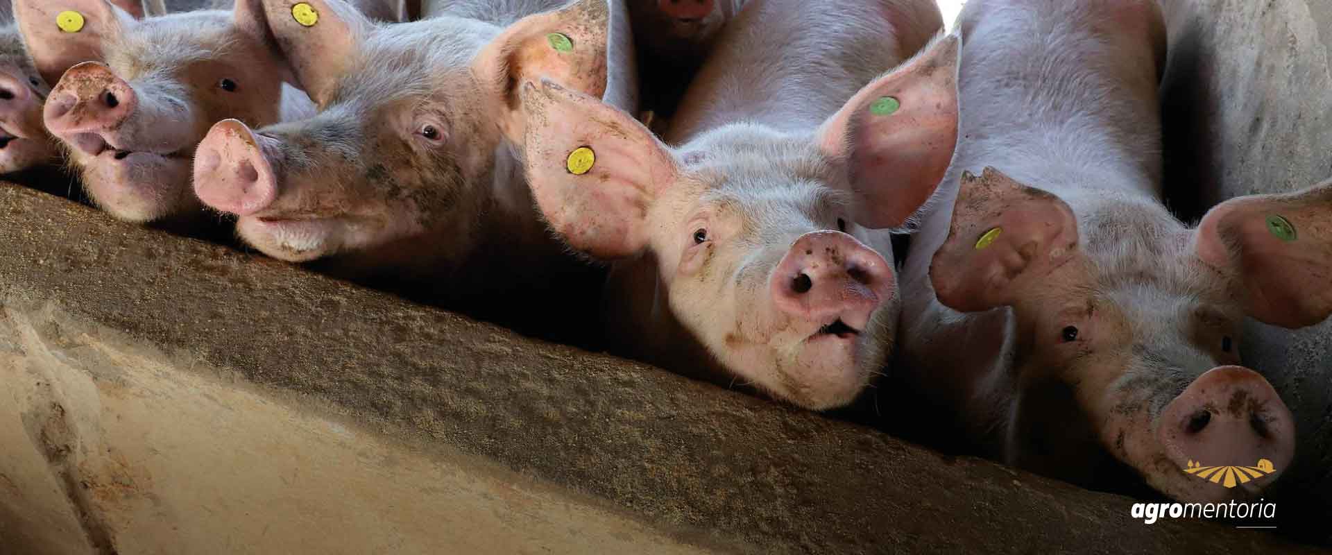 Sozinho, Paraná produz 20,5% da carne suína brasileira