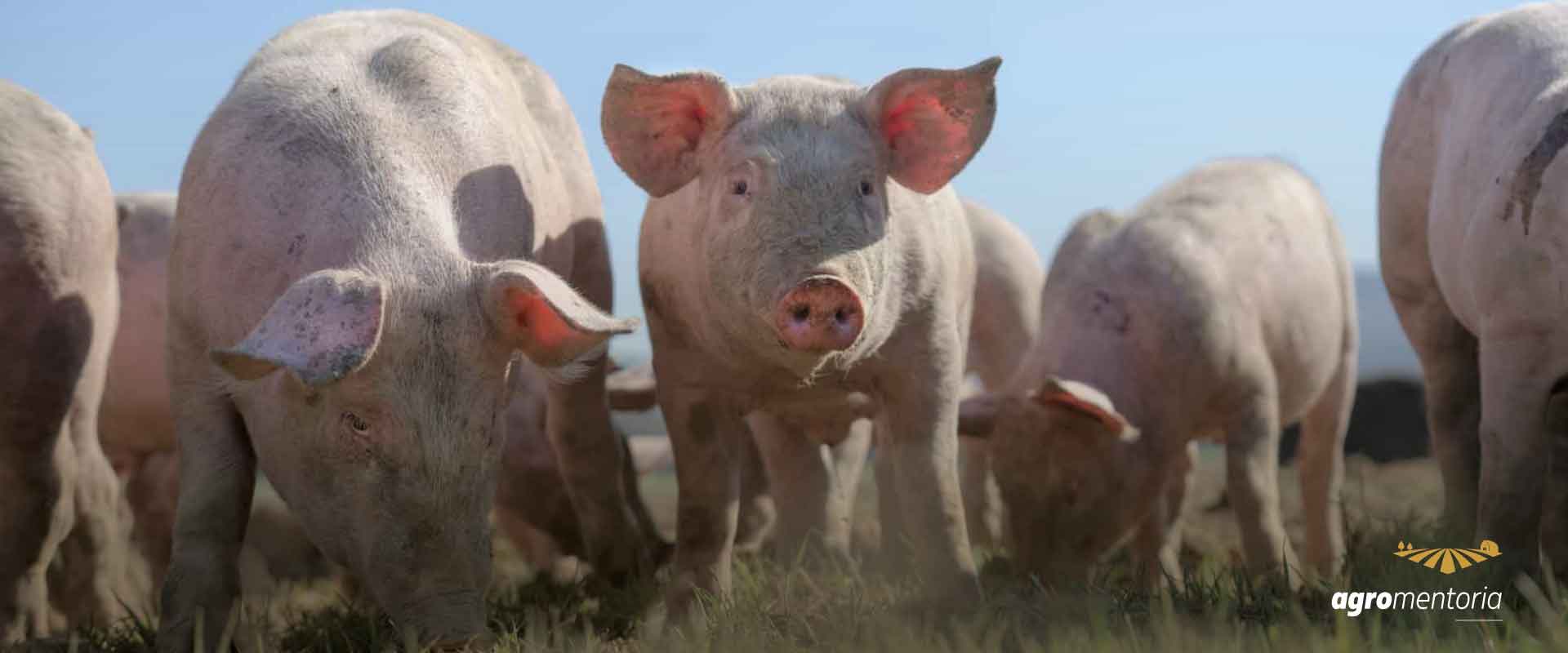 ABPA projeta recordes de produção e consumo de aves, suínos e ovos em 2021 e 2022
