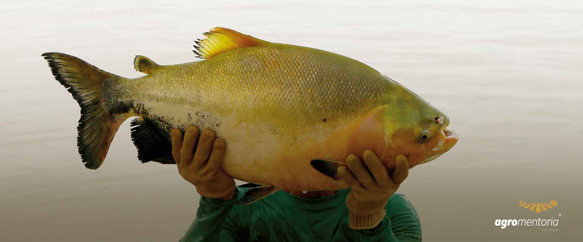 Tambaqui pode virar commodity brasileira no mercado global de pescado, aponta estudo