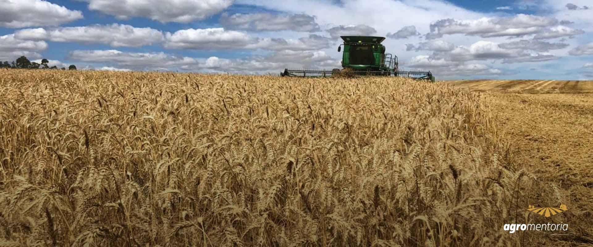 Rio Grande do Sul deve ter maior safra de trigo da história