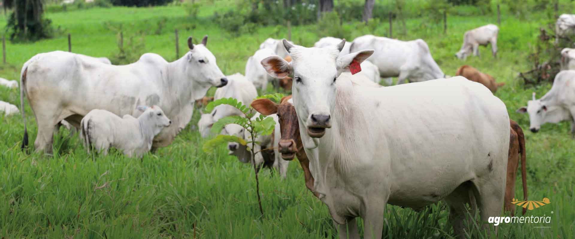 Caso atípico de vaca louca: embargo agora é 'apenas' questão política, diz analista